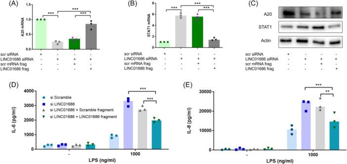 https://cdn.ncbi.nlm.nih.gov/pmc/blobs/1bbe/10996380/ac2da80f8f65/IID3-12-e1234-g004.jpg