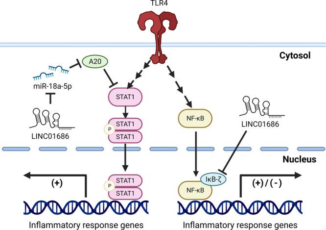 https://cdn.ncbi.nlm.nih.gov/pmc/blobs/1bbe/10996380/b1e9f950b07e/IID3-12-e1234-g005.jpg