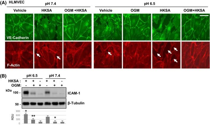 https://cdn.ncbi.nlm.nih.gov/pmc/blobs/1bc1/11797537/8b070f1481f6/FSB2-39-e70333-g001.jpg