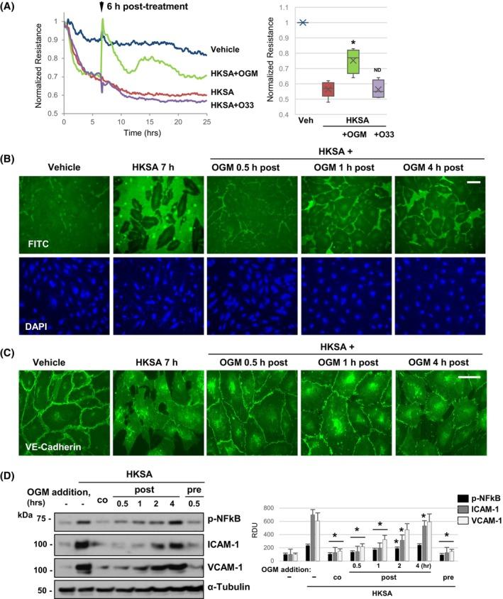 https://cdn.ncbi.nlm.nih.gov/pmc/blobs/1bc1/11797537/b2426741ffe7/FSB2-39-e70333-g007.jpg