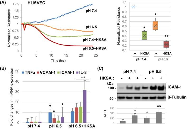 https://cdn.ncbi.nlm.nih.gov/pmc/blobs/1bc1/11797537/baf13925e85c/FSB2-39-e70333-g003.jpg