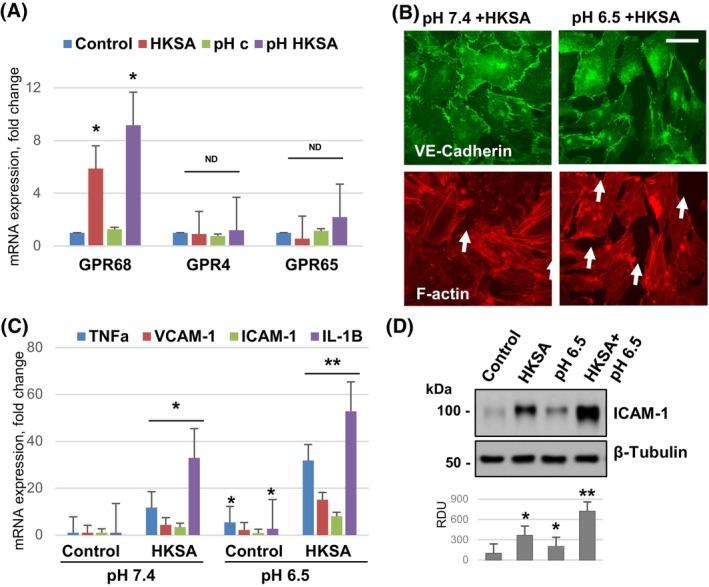 https://cdn.ncbi.nlm.nih.gov/pmc/blobs/1bc1/11797537/c40dd005fd1f/FSB2-39-e70333-g008.jpg