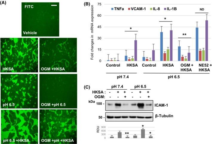 https://cdn.ncbi.nlm.nih.gov/pmc/blobs/1bc1/11797537/f84512c36bf0/FSB2-39-e70333-g002.jpg