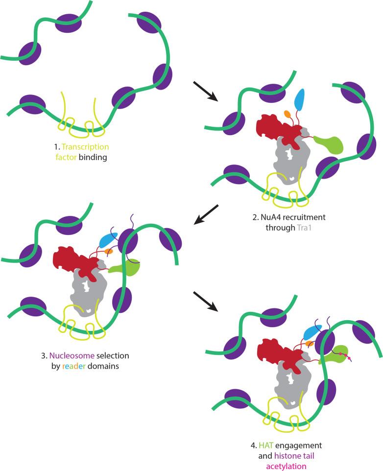 https://cdn.ncbi.nlm.nih.gov/pmc/blobs/1bc3/9643008/3e2d3d6cea9a/elife-81400-fig5.jpg