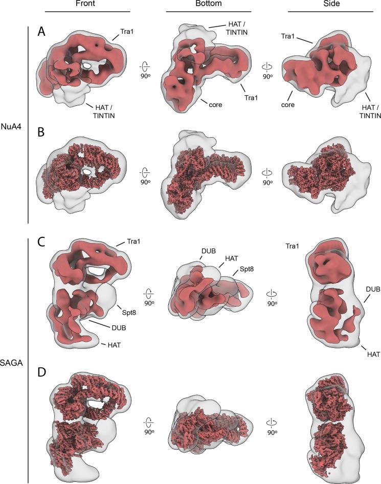 https://cdn.ncbi.nlm.nih.gov/pmc/blobs/1bc3/9643008/543403b5bbd6/elife-81400-fig3-figsupp2.jpg