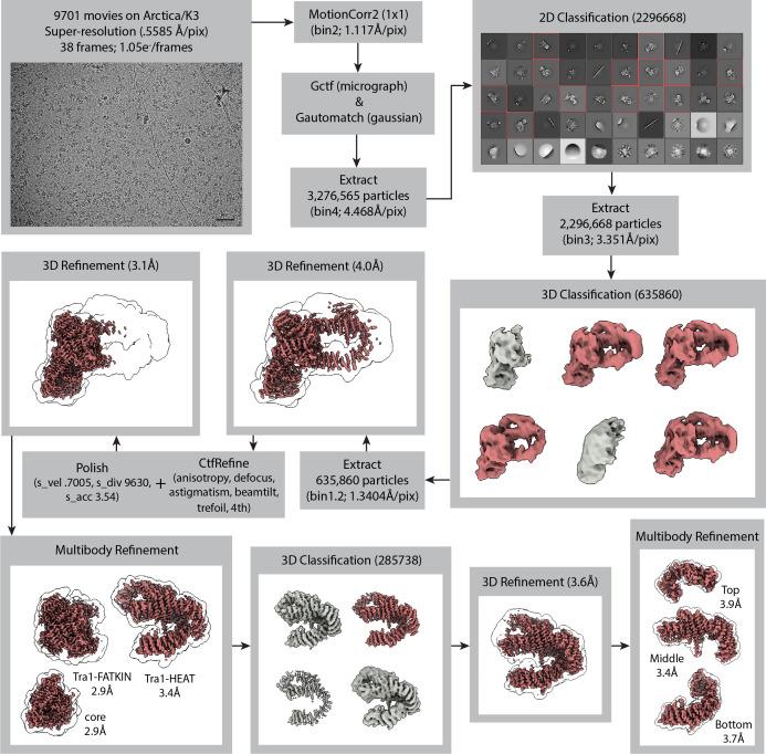 https://cdn.ncbi.nlm.nih.gov/pmc/blobs/1bc3/9643008/5b06b41ec3b8/elife-81400-fig1-figsupp3.jpg