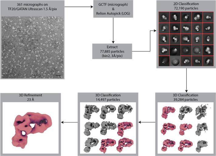 https://cdn.ncbi.nlm.nih.gov/pmc/blobs/1bc3/9643008/5f85f5a97616/elife-81400-fig3-figsupp3.jpg