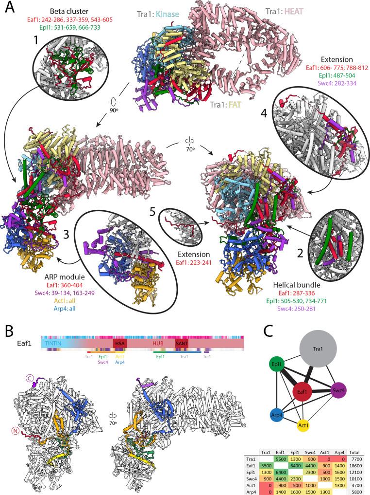 https://cdn.ncbi.nlm.nih.gov/pmc/blobs/1bc3/9643008/63af953629a7/elife-81400-fig2.jpg