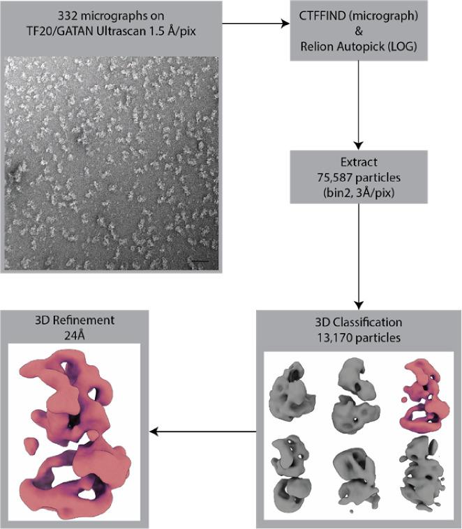 https://cdn.ncbi.nlm.nih.gov/pmc/blobs/1bc3/9643008/a84abb8056d0/elife-81400-fig3-figsupp4.jpg