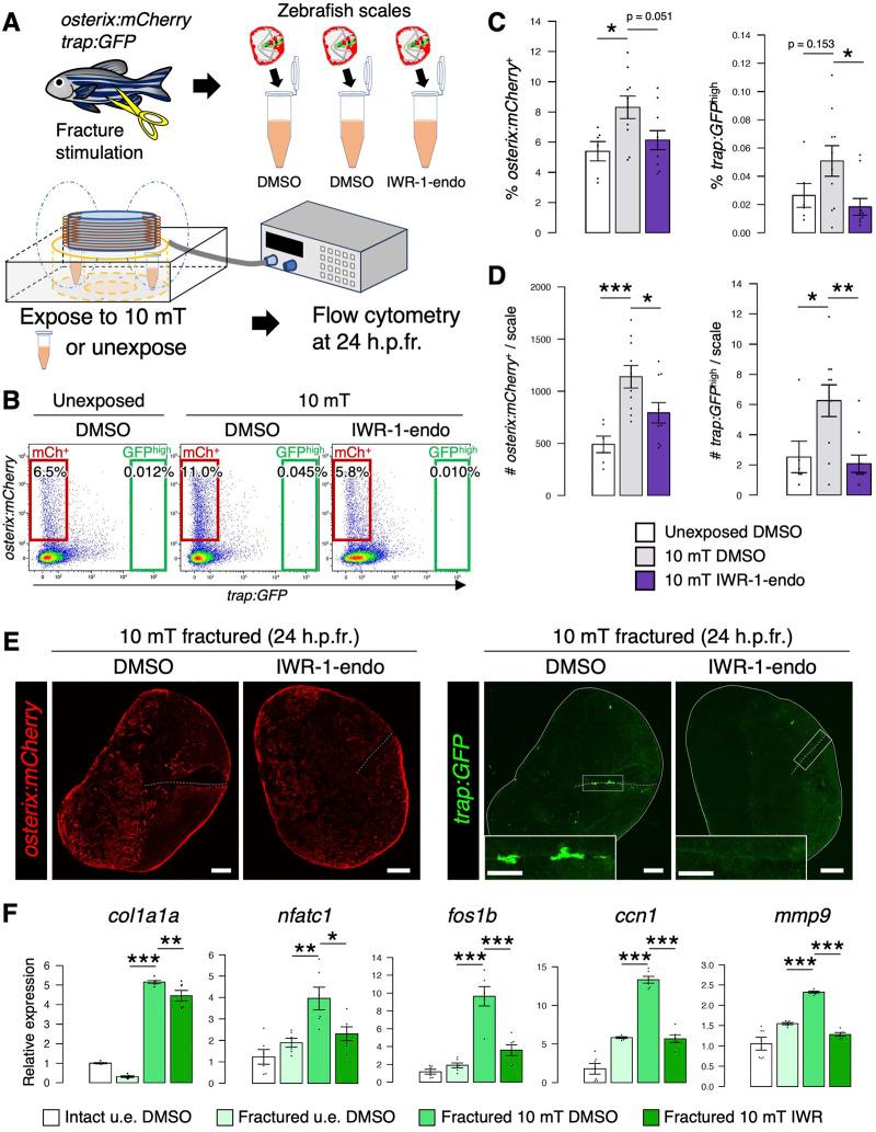https://cdn.ncbi.nlm.nih.gov/pmc/blobs/1bc7/10879286/08331fd4114b/fcell-12-1340089-g007.jpg