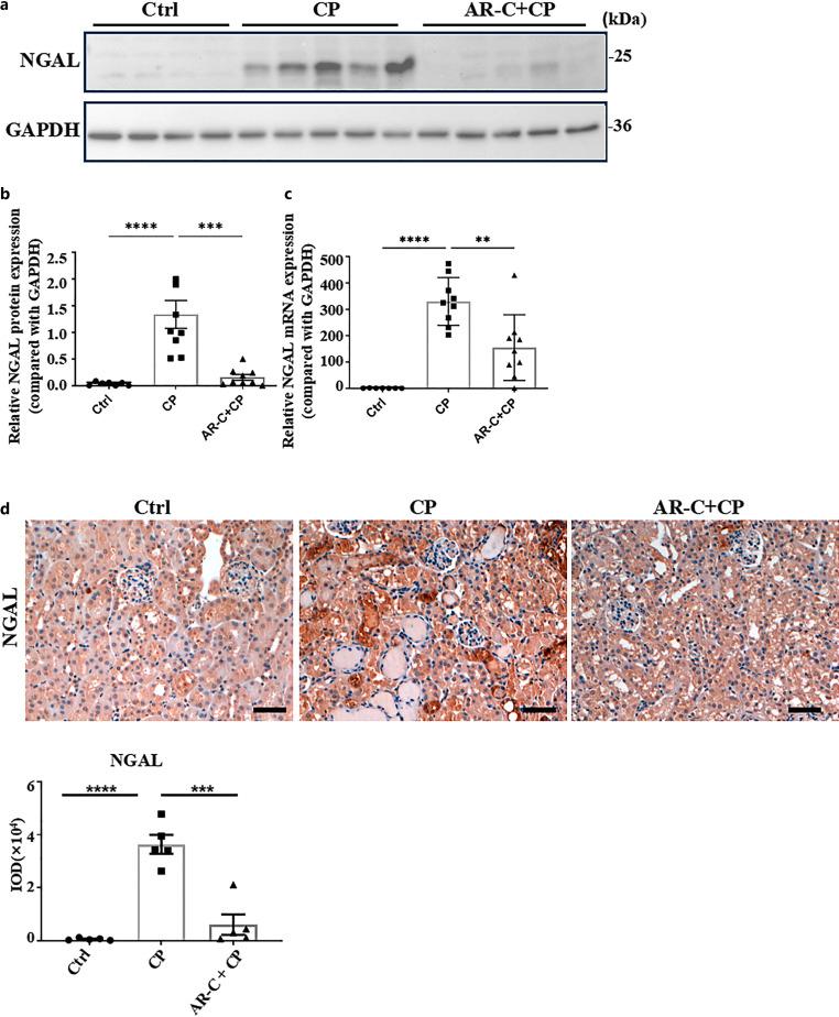 https://cdn.ncbi.nlm.nih.gov/pmc/blobs/1bc7/12185064/9f9b8fc3cf76/kdd-2025-0011-0001-546033_F02.jpg