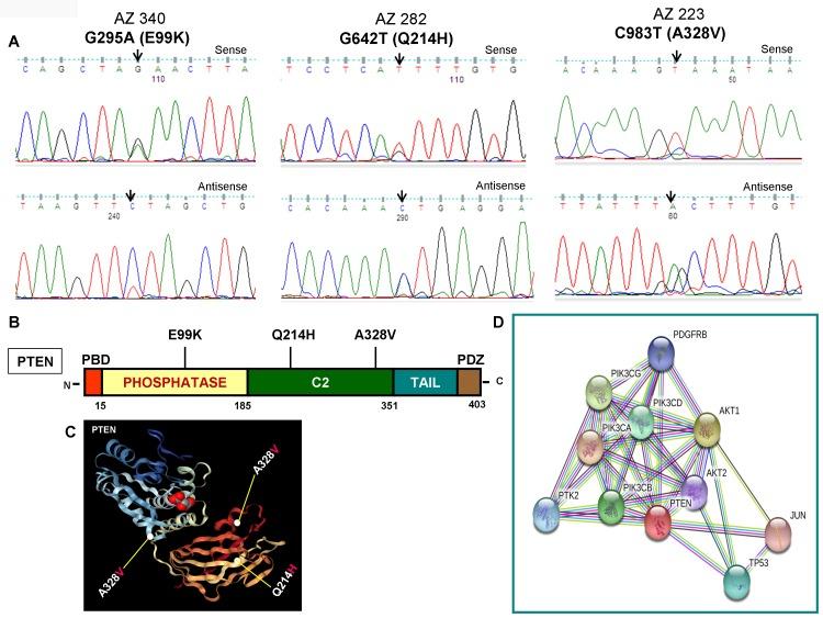 https://cdn.ncbi.nlm.nih.gov/pmc/blobs/1bc9/6609254/74c3036ca063/oncotarget-10-4107-g003.jpg