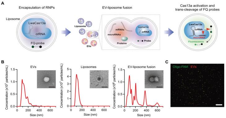 https://cdn.ncbi.nlm.nih.gov/pmc/blobs/1bca/11940778/b3700827c449/biosensors-15-00165-g009.jpg