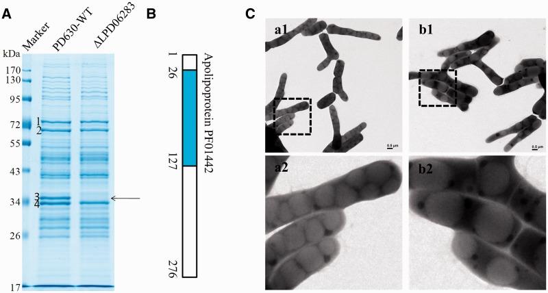 https://cdn.ncbi.nlm.nih.gov/pmc/blobs/1bcb/3902926/ee5483a6fb6d/gkt932f5p.jpg