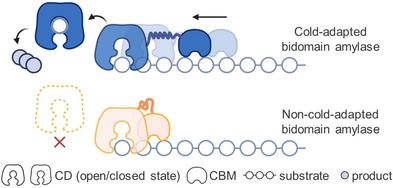 https://cdn.ncbi.nlm.nih.gov/pmc/blobs/1bd2/12258674/378e2ad98a5a/ANIE-64-e202505991-g003.jpg