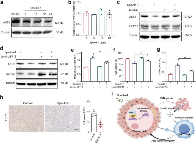 https://cdn.ncbi.nlm.nih.gov/pmc/blobs/1bd2/12378856/b95209300de4/262_2025_4150_Fig7_HTML.jpg