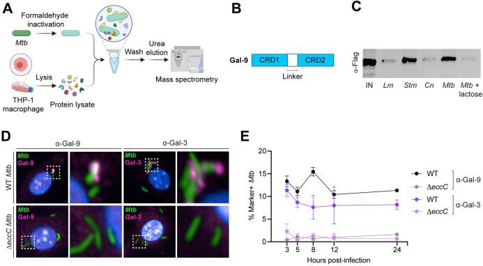 https://cdn.ncbi.nlm.nih.gov/pmc/blobs/1bd3/10325092/41c1953113f7/ppat.1011088.g001.jpg