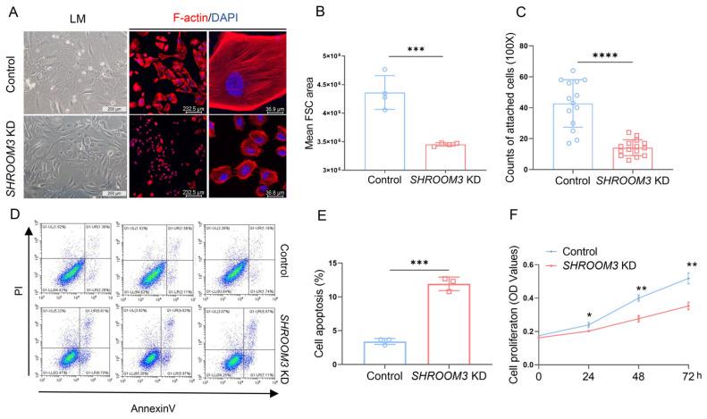https://cdn.ncbi.nlm.nih.gov/pmc/blobs/1bd3/12190666/b06ab92fdbe8/cells-14-00895-g005.jpg