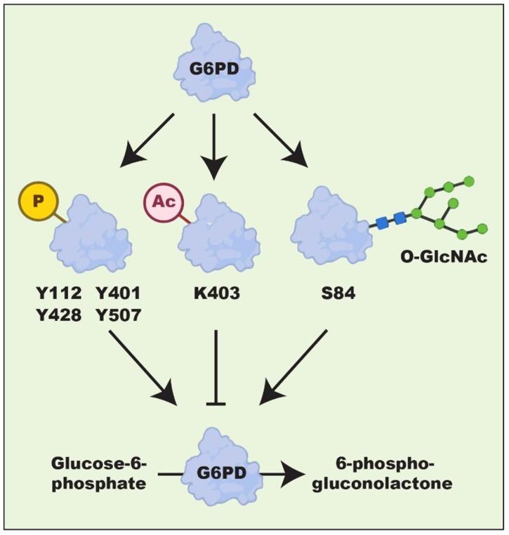 https://cdn.ncbi.nlm.nih.gov/pmc/blobs/1bd5/10743588/59b0c6b8e8a7/ijms-24-17238-g003.jpg