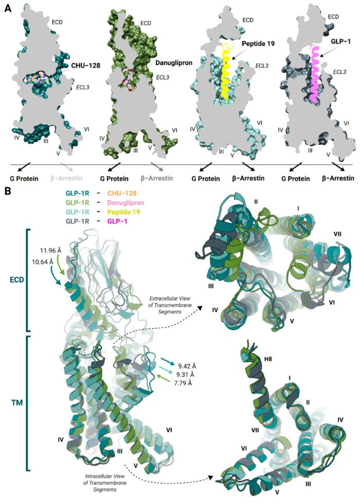 https://cdn.ncbi.nlm.nih.gov/pmc/blobs/1bd6/12348053/c4344a0d852c/molecules-30-03216-g001.jpg