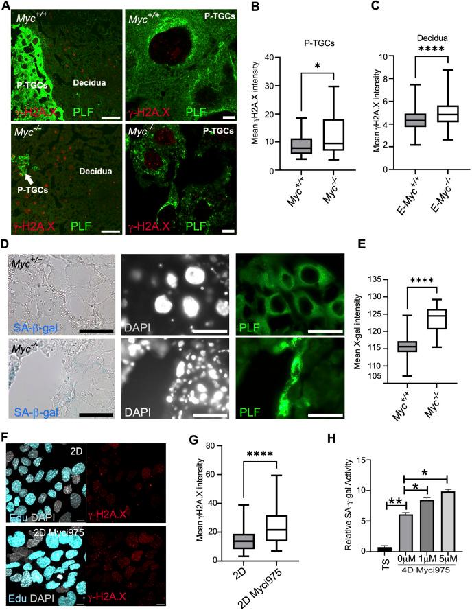 https://cdn.ncbi.nlm.nih.gov/pmc/blobs/1bd9/10309589/368c8473a366/develop-150-201581-g4.jpg