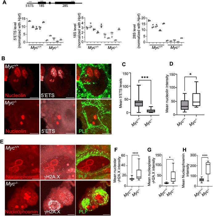 https://cdn.ncbi.nlm.nih.gov/pmc/blobs/1bd9/10309589/cf4e1a839e00/develop-150-201581-g6.jpg