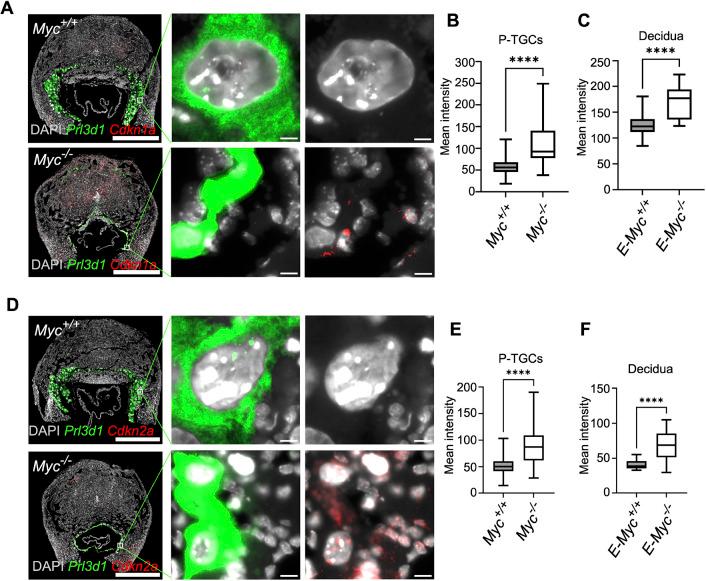 https://cdn.ncbi.nlm.nih.gov/pmc/blobs/1bd9/10309589/f8f8f9bd495c/develop-150-201581-g5.jpg