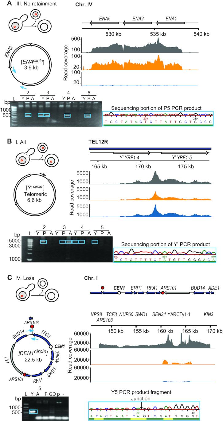 https://cdn.ncbi.nlm.nih.gov/pmc/blobs/1bdb/7430651/ec3788ef2774/gkaa545fig4.jpg