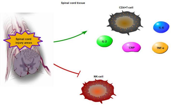 https://cdn.ncbi.nlm.nih.gov/pmc/blobs/1bdf/8740221/78a211964933/fnins-15-803885-g002.jpg