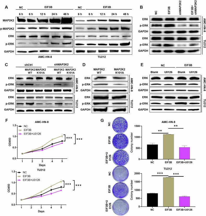 https://cdn.ncbi.nlm.nih.gov/pmc/blobs/1be1/12280010/28e68bca8c7c/41420_2025_2634_Fig5_HTML.jpg