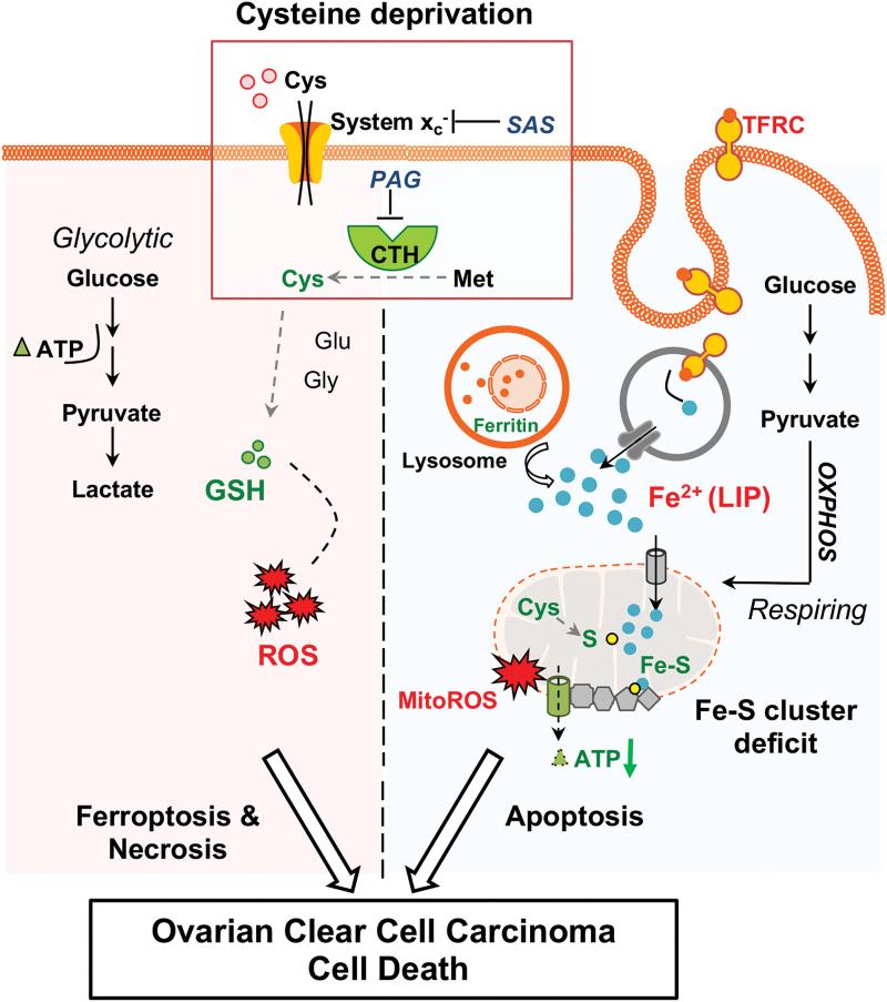 https://cdn.ncbi.nlm.nih.gov/pmc/blobs/1be2/8697566/5718bcdc68a8/ars.2019.7850_figure8.jpg