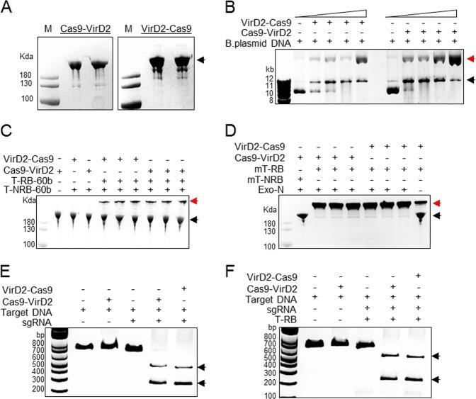 https://cdn.ncbi.nlm.nih.gov/pmc/blobs/1be7/6978410/c1feb1195f3b/42003_2020_768_Fig2_HTML.jpg
