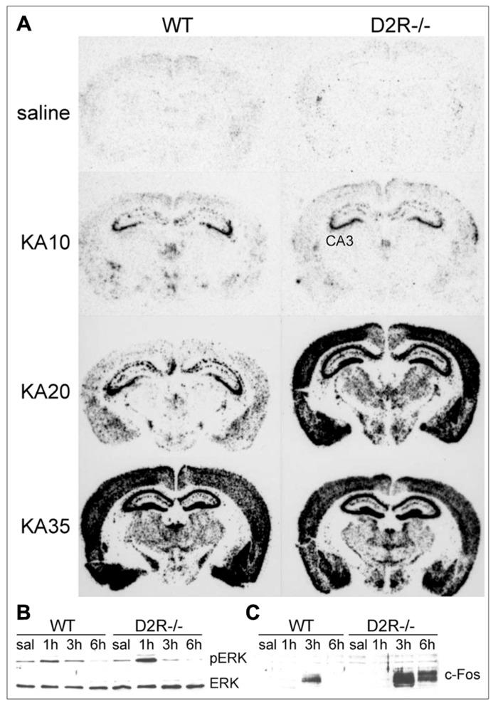 https://cdn.ncbi.nlm.nih.gov/pmc/blobs/1bea/3774988/156c99de8e8d/fncel-07-00157-g002.jpg