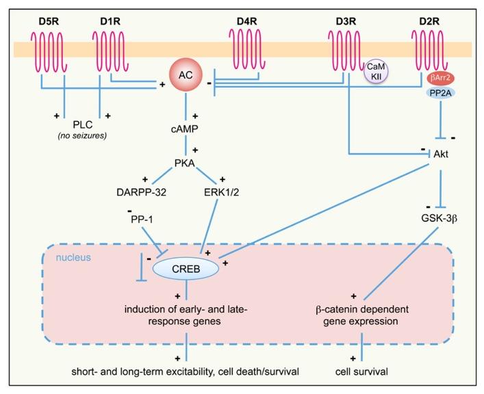 https://cdn.ncbi.nlm.nih.gov/pmc/blobs/1bea/3774988/4adf750593eb/fncel-07-00157-g001.jpg