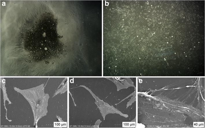 https://cdn.ncbi.nlm.nih.gov/pmc/blobs/1bed/6267065/c887b1cc594b/12903_2018_656_Fig2_HTML.jpg