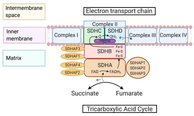 https://cdn.ncbi.nlm.nih.gov/pmc/blobs/1bf0/7693138/9c258ee5e275/cancers-12-03237-g001.jpg