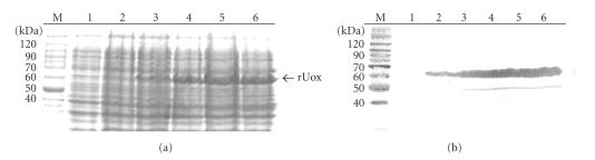 https://cdn.ncbi.nlm.nih.gov/pmc/blobs/1bf1/2820260/bb31226ed012/JBB2010-674908.001.jpg