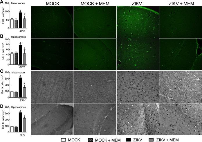 https://cdn.ncbi.nlm.nih.gov/pmc/blobs/1bf4/5405231/6df36591bff5/mbo0021732890007.jpg