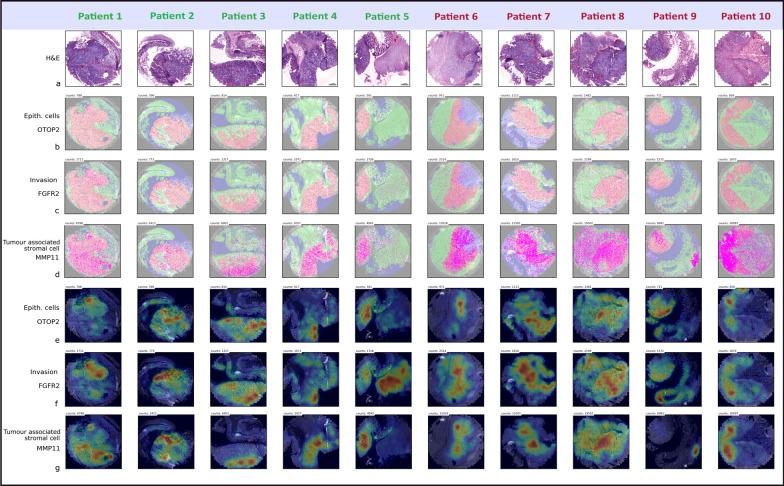 https://cdn.ncbi.nlm.nih.gov/pmc/blobs/1bf8/10403907/d1f21b91d076/12967_2023_4384_Fig6_HTML.jpg