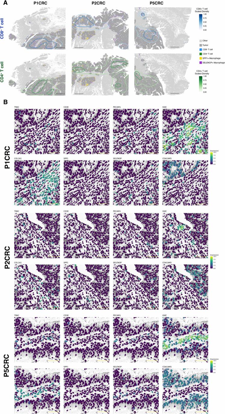 https://cdn.ncbi.nlm.nih.gov/pmc/blobs/1bfc/12165841/ad4a938468b4/41588_2025_2193_Fig16_ESM.jpg