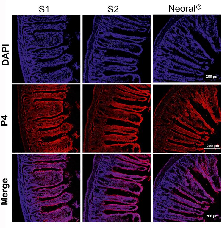 https://cdn.ncbi.nlm.nih.gov/pmc/blobs/1bfe/8105768/55b1abd89a1a/gr7.jpg