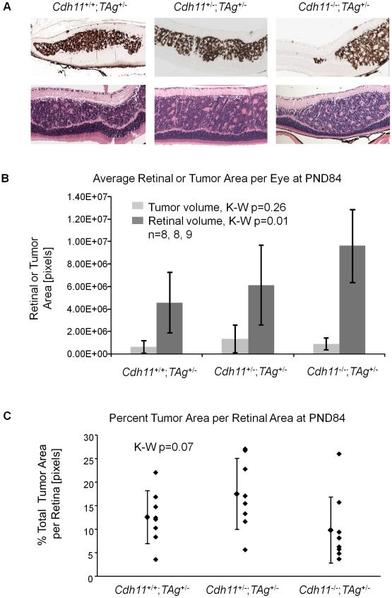 https://cdn.ncbi.nlm.nih.gov/pmc/blobs/1bff/2858707/4add1ab8a035/pgen.1000923.g007.jpg