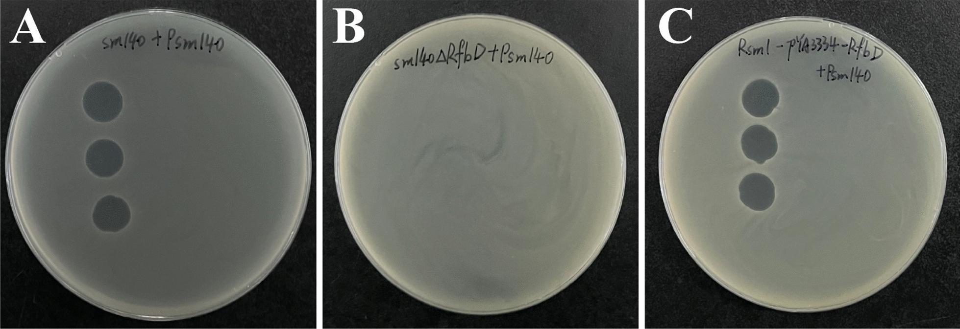 https://cdn.ncbi.nlm.nih.gov/pmc/blobs/1c02/11227202/73dd3c1d542b/13567_2024_1341_Fig3_HTML.jpg