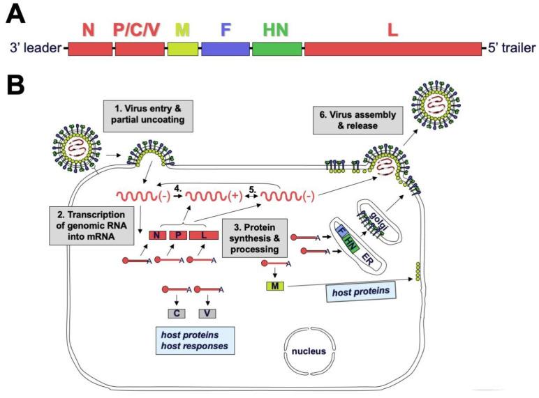 https://cdn.ncbi.nlm.nih.gov/pmc/blobs/1c04/8230104/179be69fc519/viruses-13-01023-g002.jpg