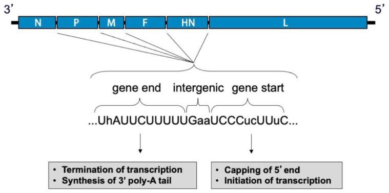 https://cdn.ncbi.nlm.nih.gov/pmc/blobs/1c04/8230104/35d4bfbe920b/viruses-13-01023-g003.jpg