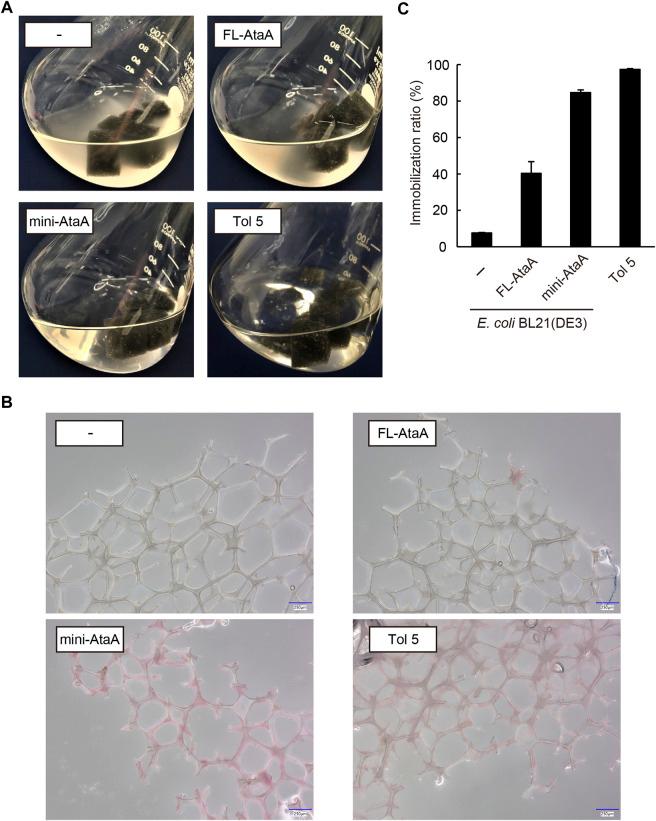 https://cdn.ncbi.nlm.nih.gov/pmc/blobs/1c04/9868564/5cde09df1c1c/fbioe-10-1095057-g004.jpg
