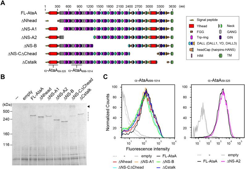 https://cdn.ncbi.nlm.nih.gov/pmc/blobs/1c04/9868564/dbe413565fe4/fbioe-10-1095057-g001.jpg