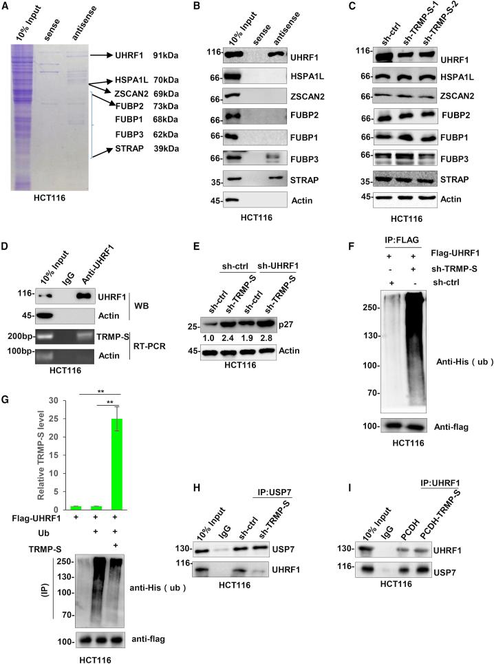 https://cdn.ncbi.nlm.nih.gov/pmc/blobs/1c07/8141606/e8e69a64a173/gr3.jpg