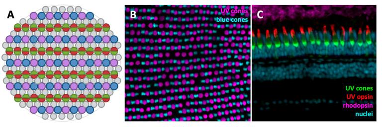 https://cdn.ncbi.nlm.nih.gov/pmc/blobs/1c08/7828047/5162778ce814/biomolecules-11-00078-g002.jpg