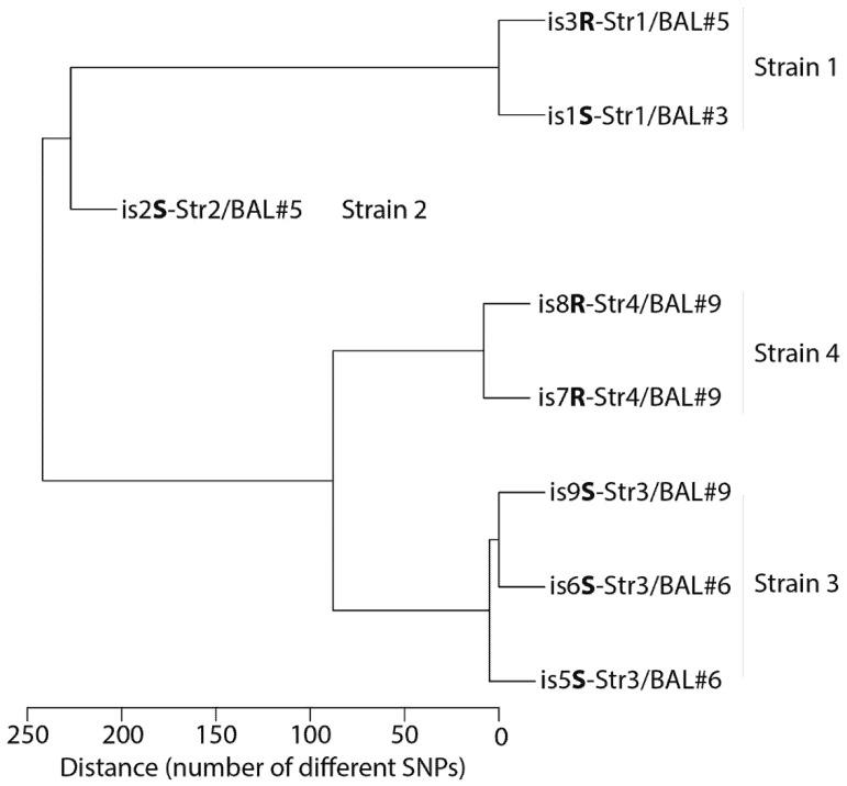 https://cdn.ncbi.nlm.nih.gov/pmc/blobs/1c0a/7824836/756d4ac0a8c2/viruses-13-00060-g001.jpg